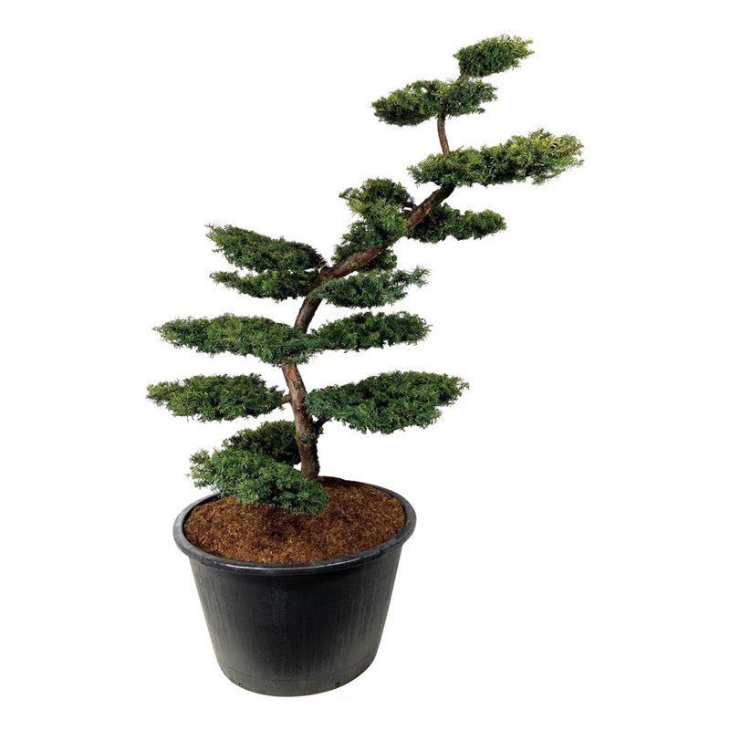 Taxus baccata 'Summergold' - bonsai