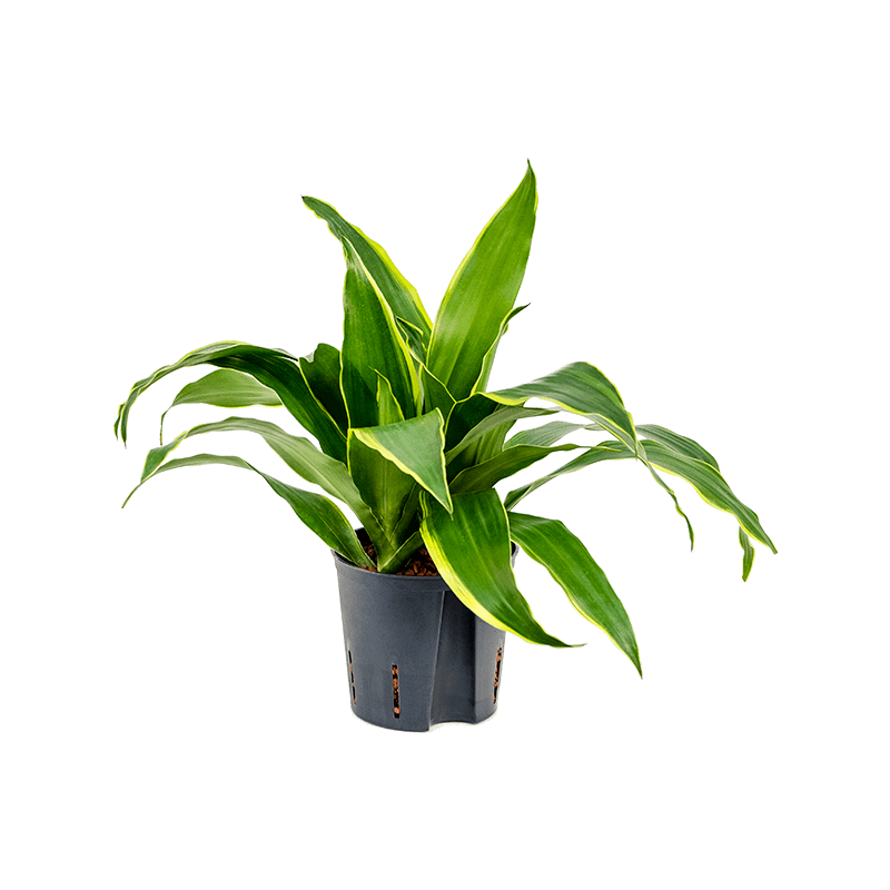 Dracaena Arturo