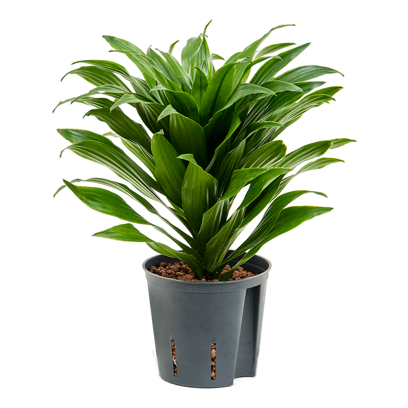 Dracaena Compacta bush