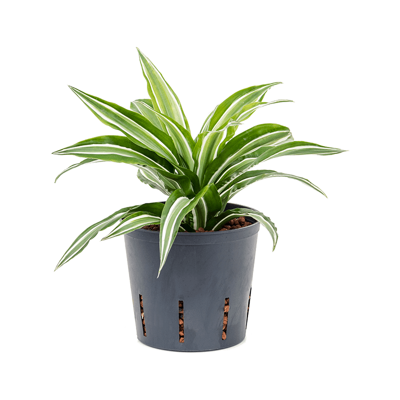 Dracaena Kanzi