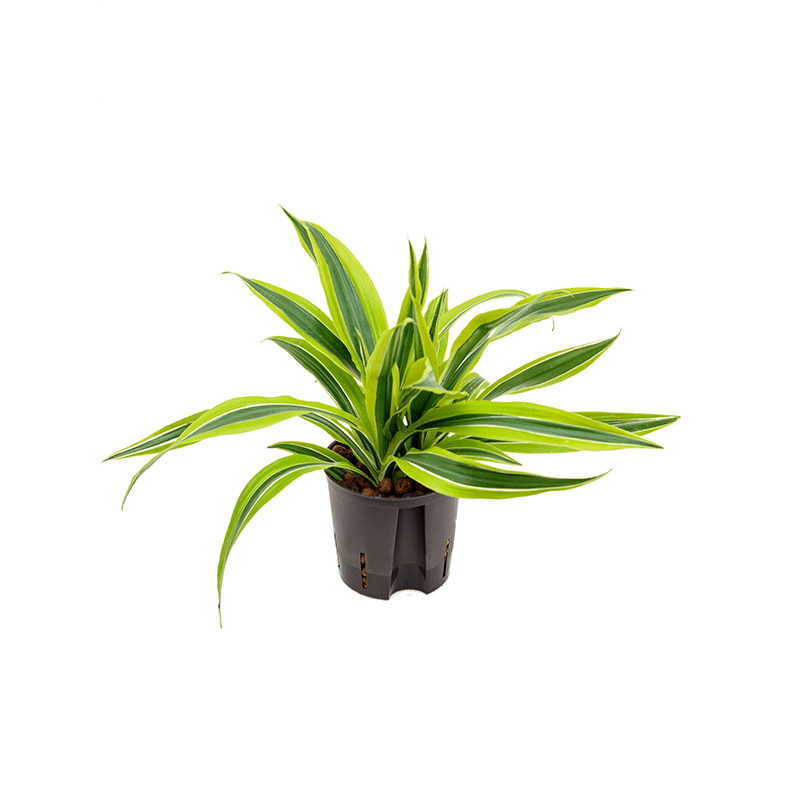 Dracaena Lemon Lime bush