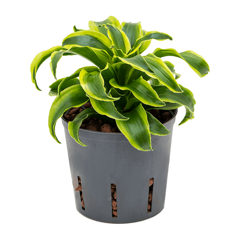 Dracaena Tornado