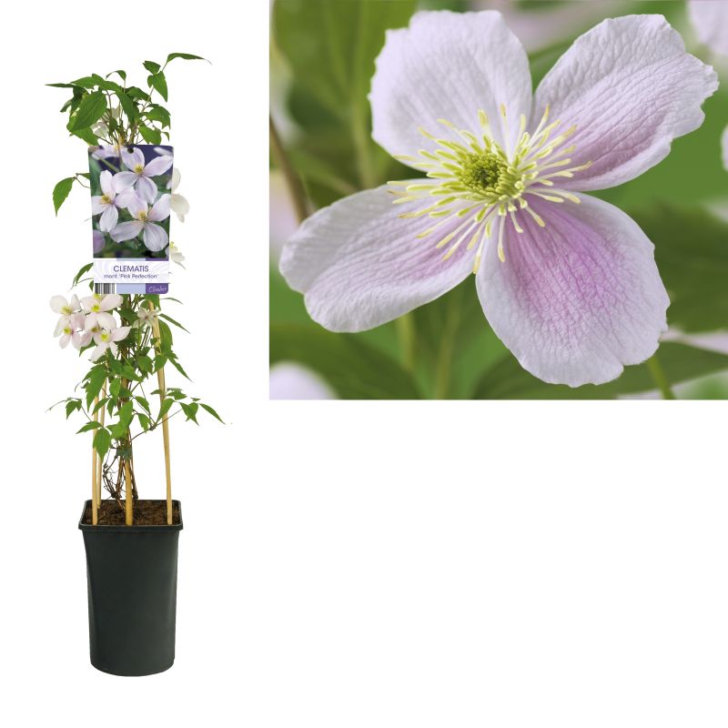 Clematis montana ‘Pink Perfection’ eenvoudig en snel online bestellen?