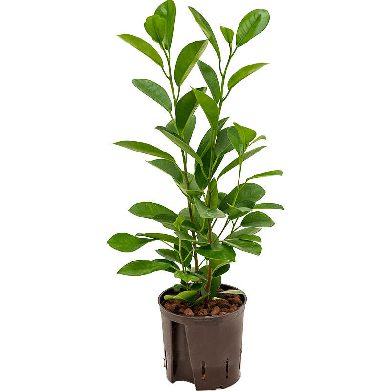 Ficus Microcarpa Moclame