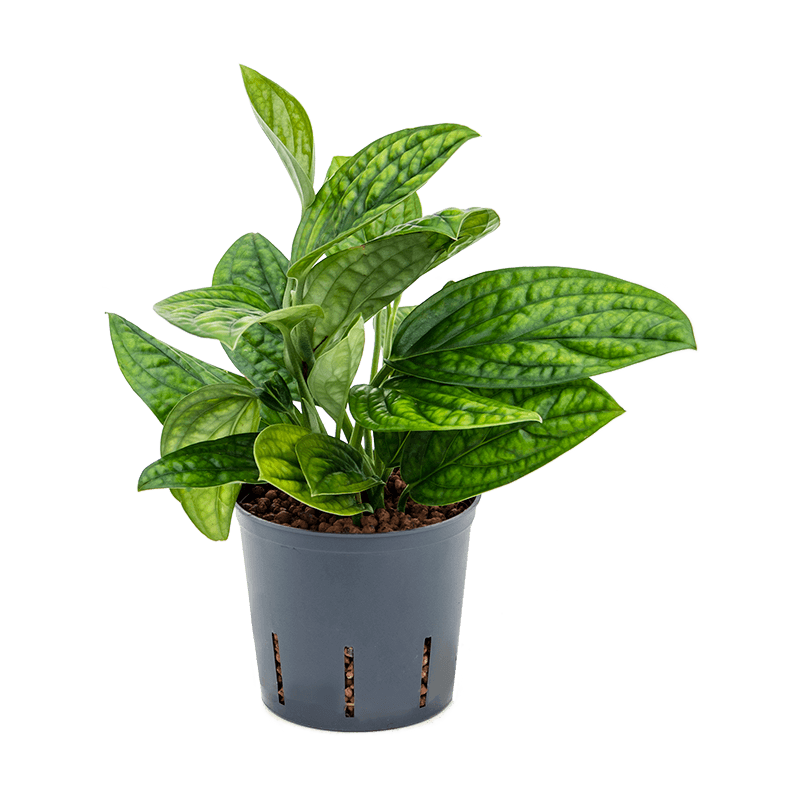 Monstera karstenianum