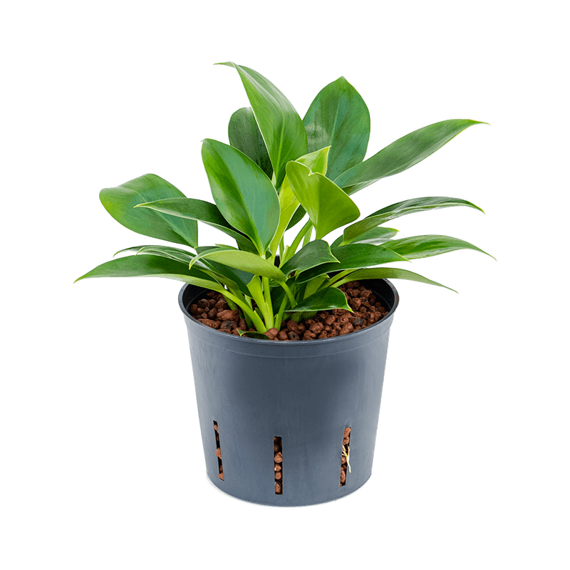 Philodendron Green Princess