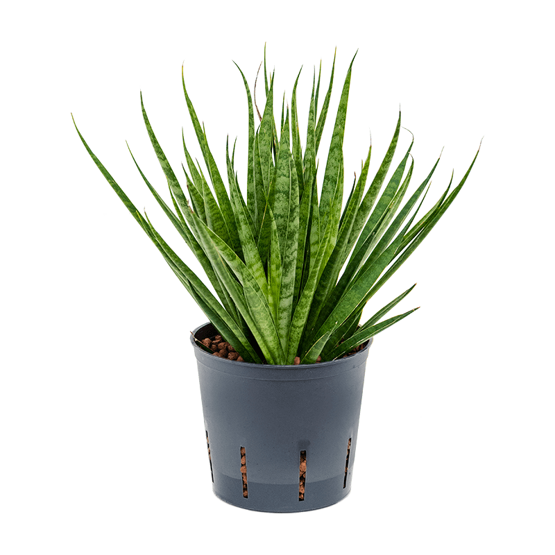 Sansevieria Kickaka