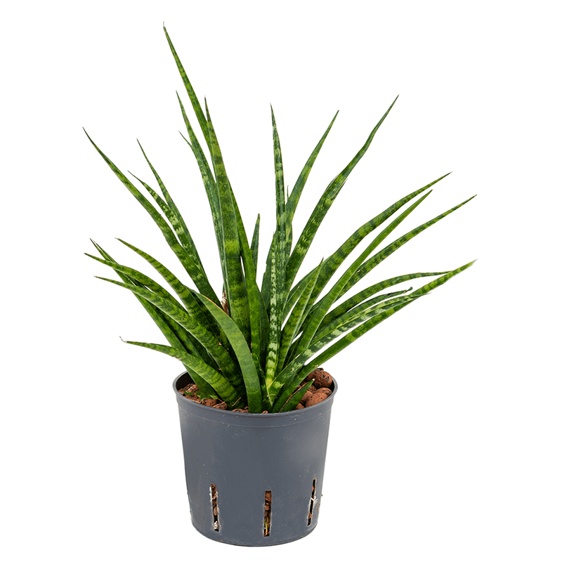 Sansevieria Fernwood