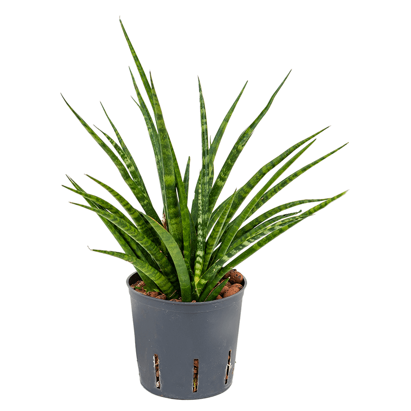 Sansevieria Kirkii Fernwood