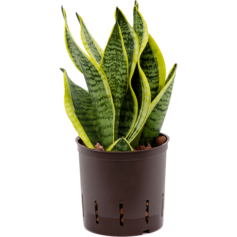 Sansevieria Futura Superba