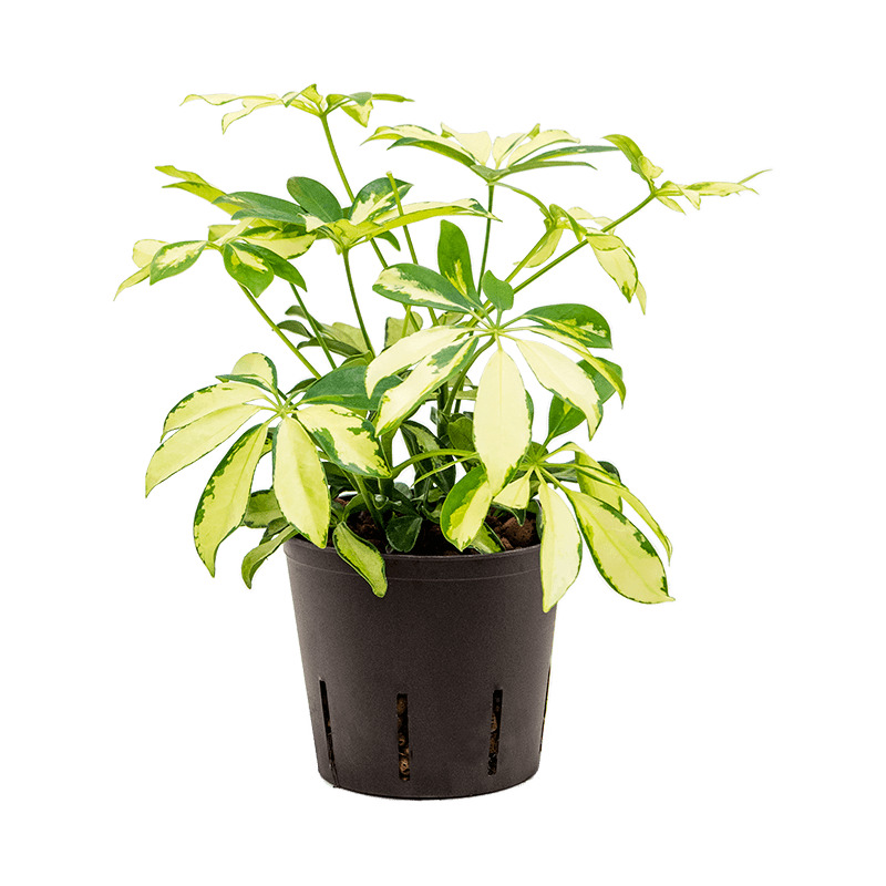 Schefflera Trinette