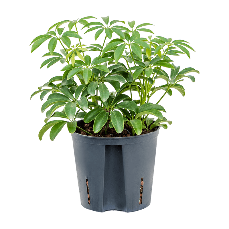 Schefflera Luseana