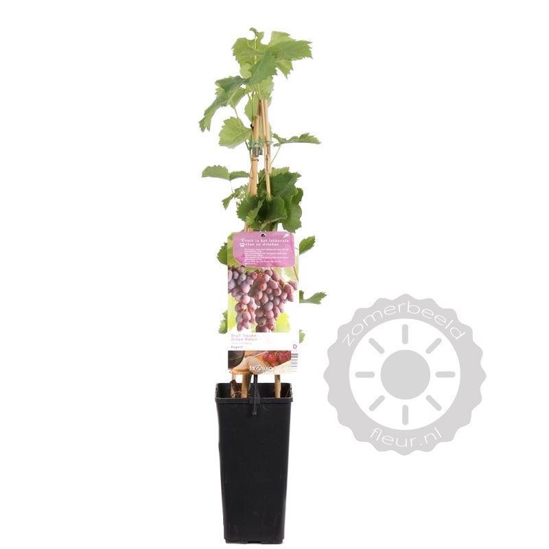 Vitis vinifera 'Regent' Blauwe druif