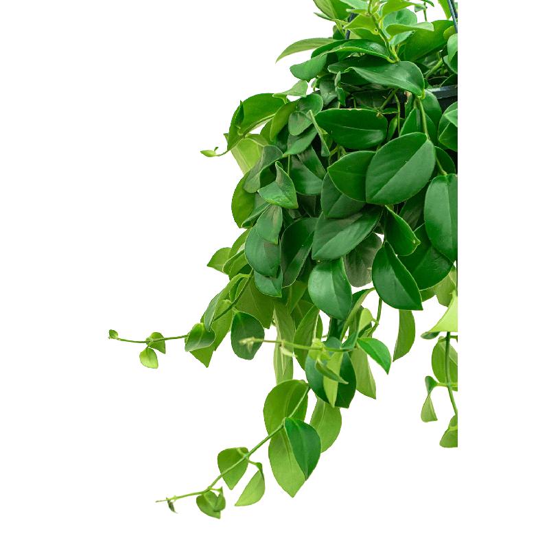 Aeschynanthus Mona Lisa