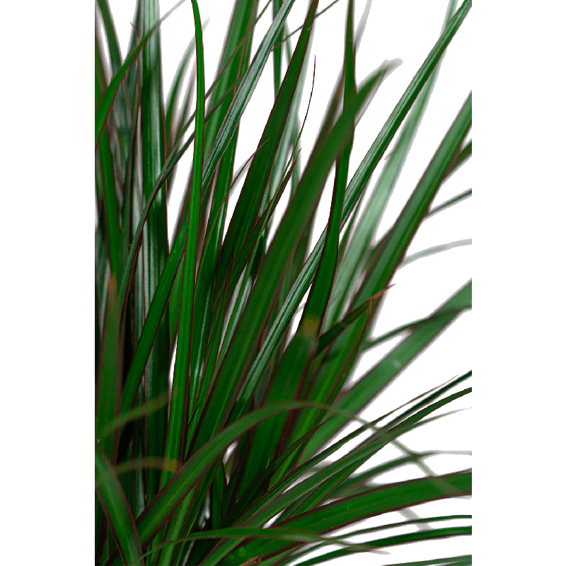 Dracaena Marginata gevlochten stam
