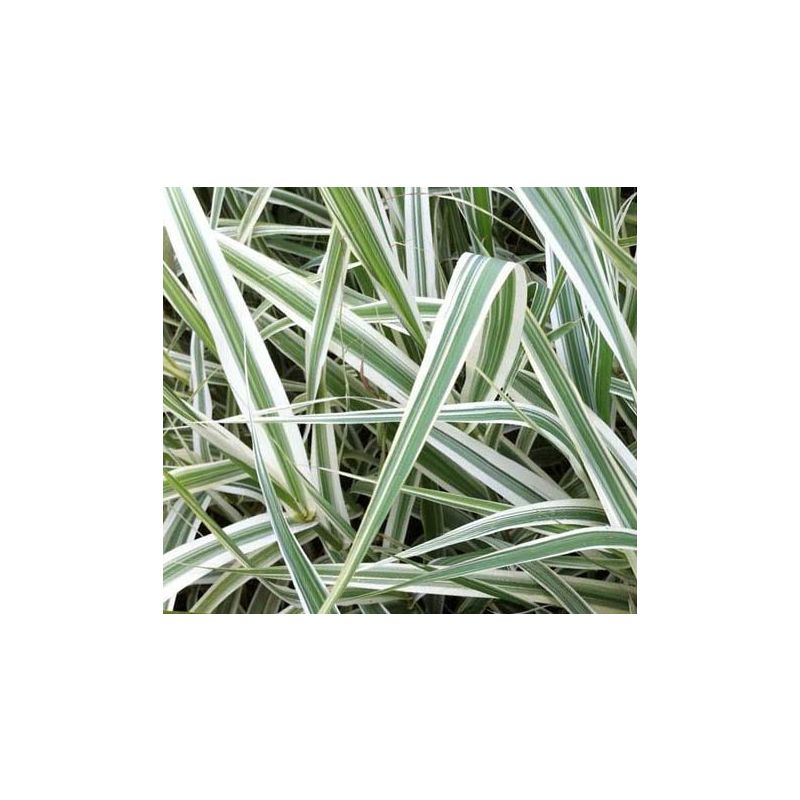Arundo donax 'Versicolor'
