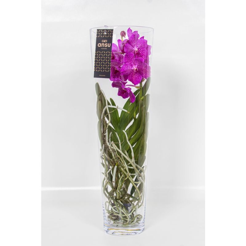 Vanda Orchidee rood in vaas