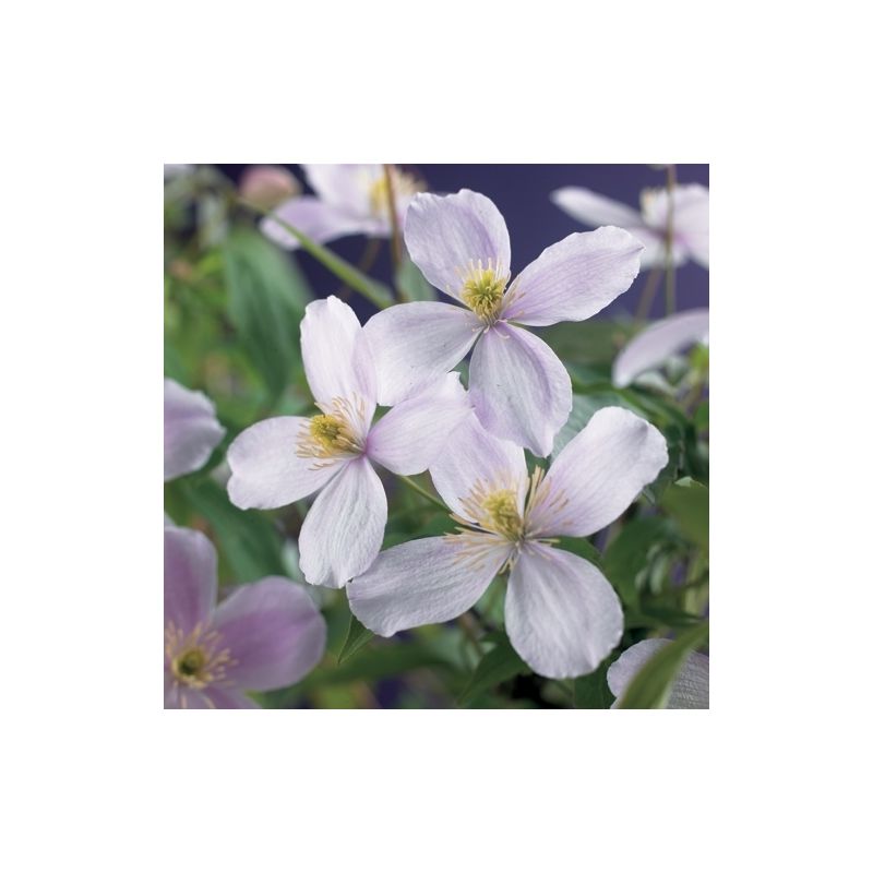 Clematis montana ‘Pink Perfection’ eenvoudig en snel online bestellen?