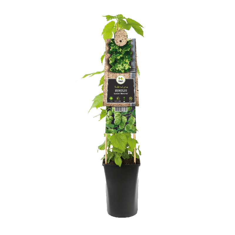 Humulus Lupulus 'Nordbrau'