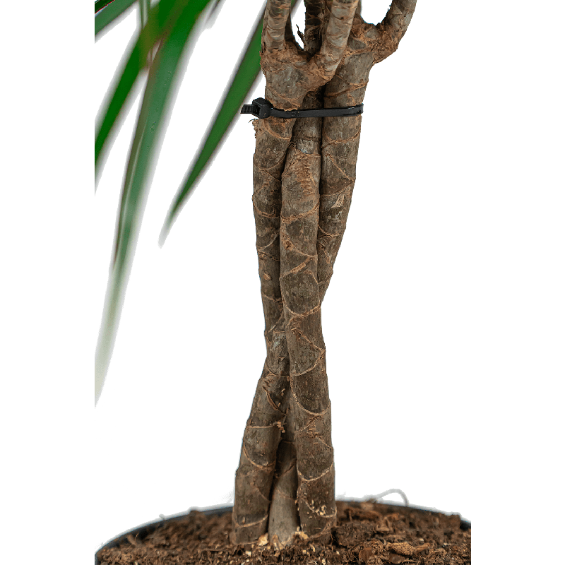 Dracaena Marginata gevlochten stam