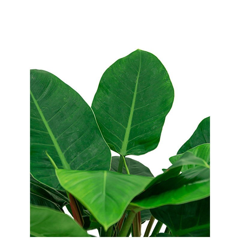 Philodendron Imperial Green in watergevende Cubico rood