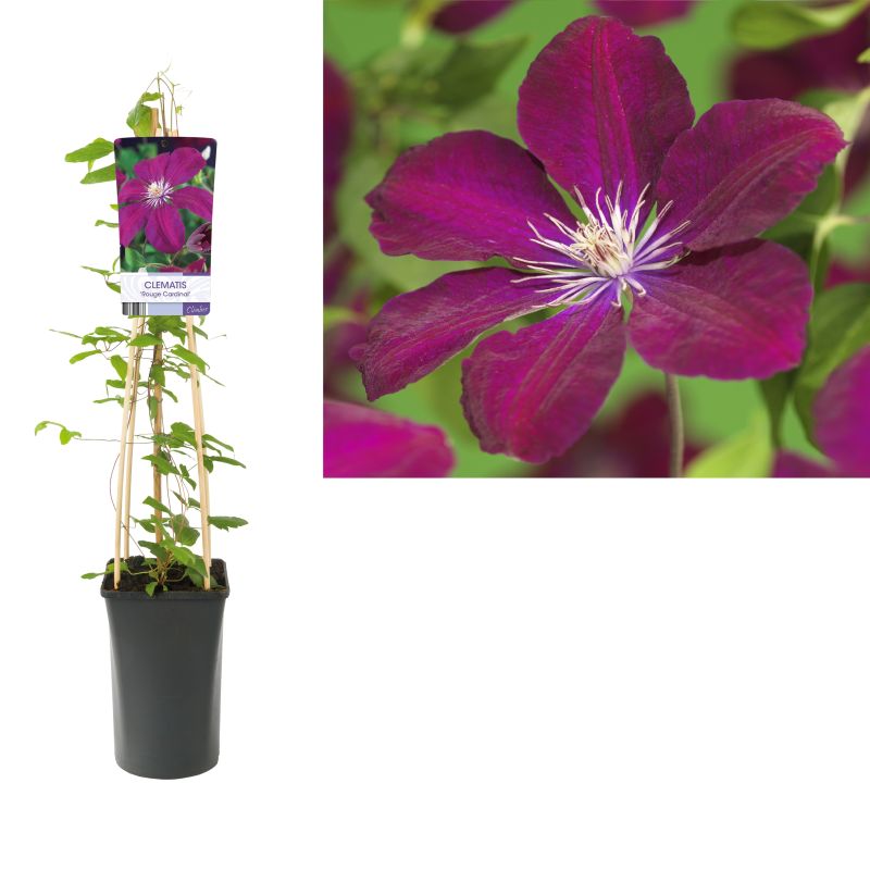 Clematis patens 'Rouge Cardinal'