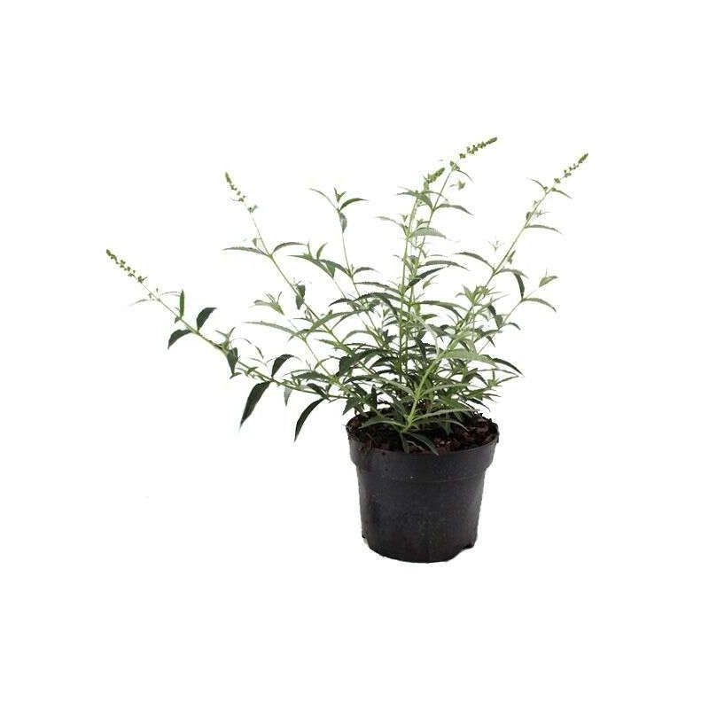 Buddleja Davidii Tricolor