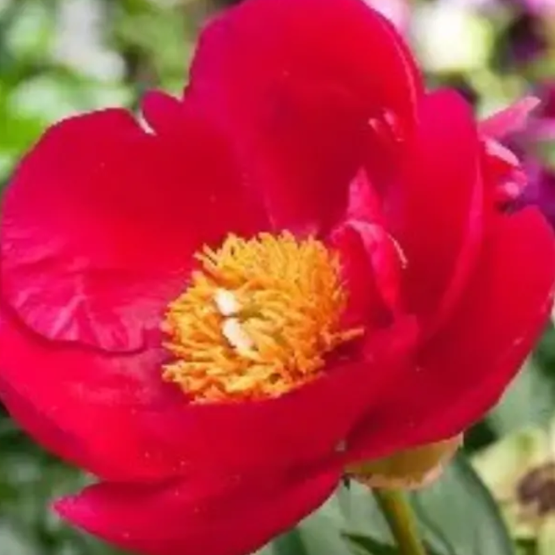 3 bossen Pioenrozen