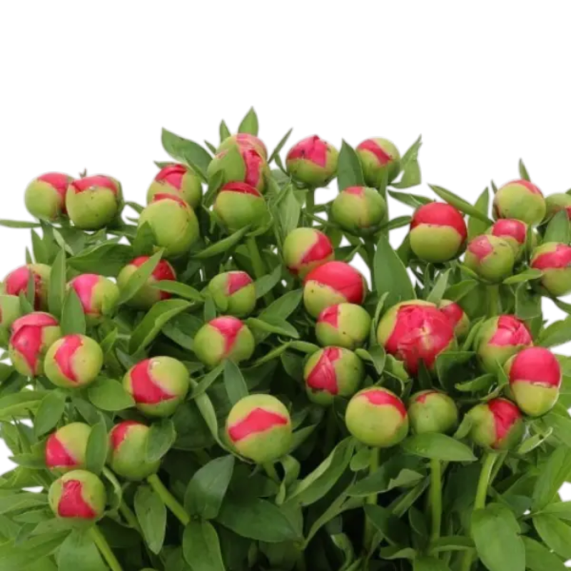 3 bossen Pioenrozen
