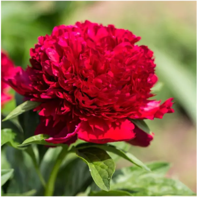 3 bossen Red-Charm Pioenrozen