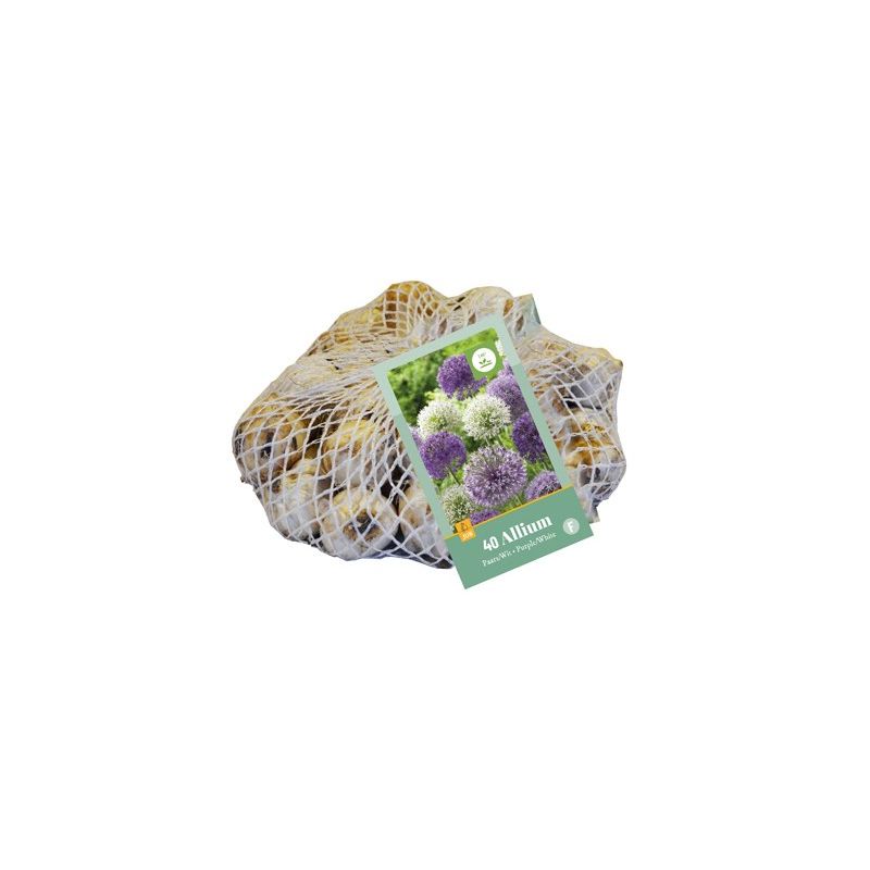 Allium Paars & Wit - 40 stuks