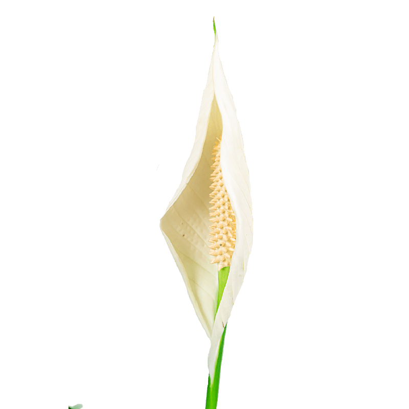 Spathiphyllum 