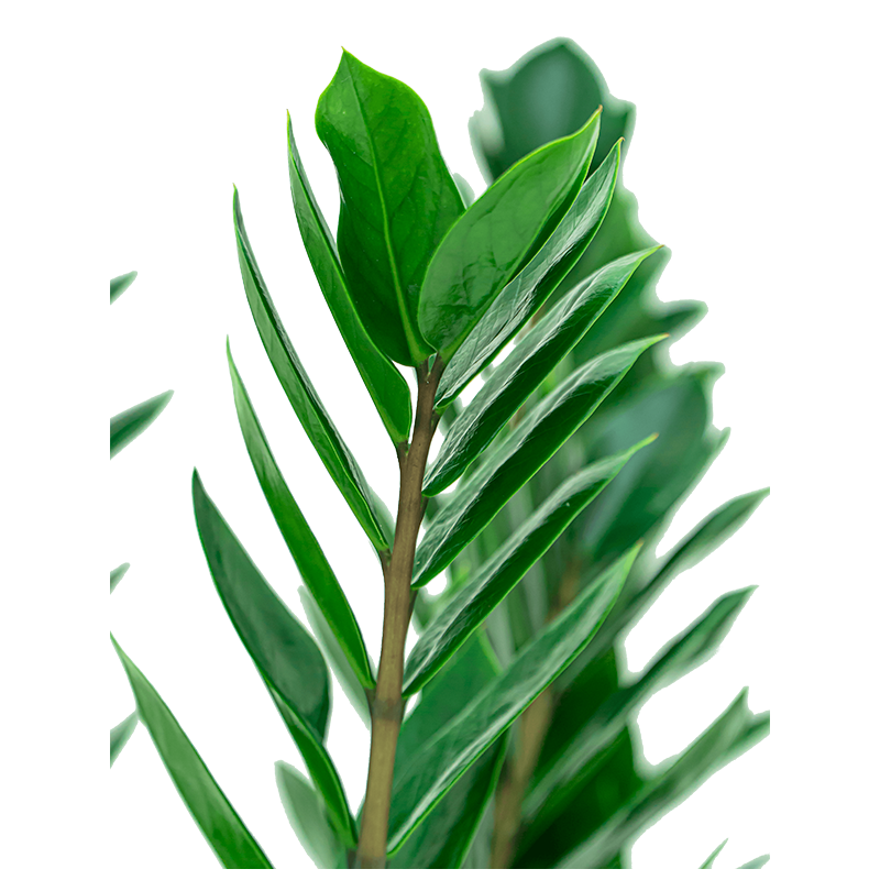 Zamioculcas Zamiifolia 