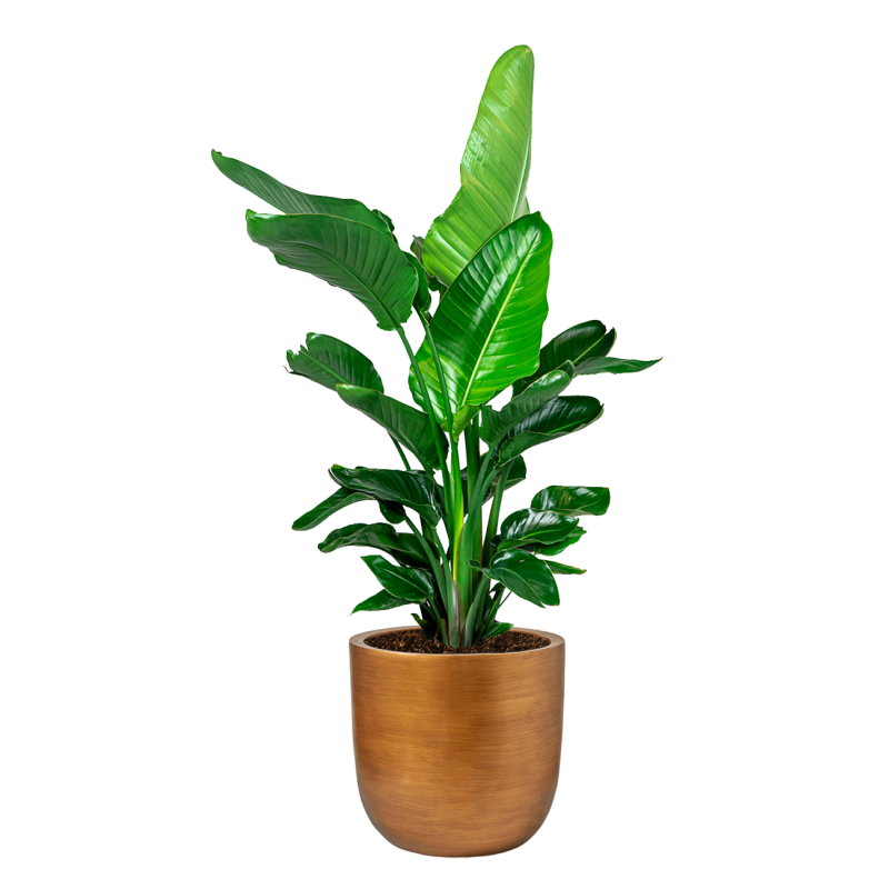 Strelitzia Nicolai in Lux Retro Egg goud