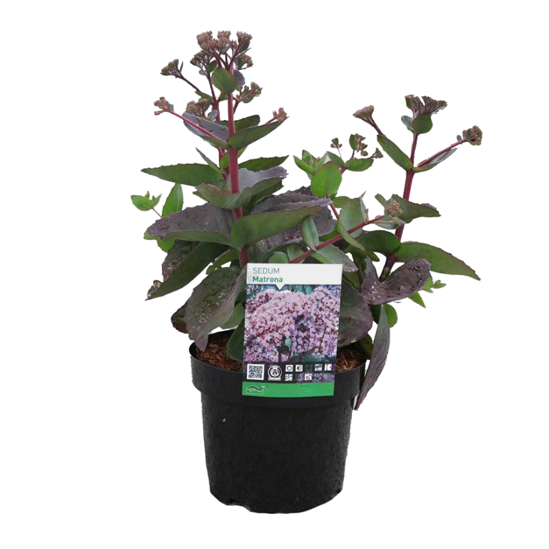 Sedum 'Matrona'