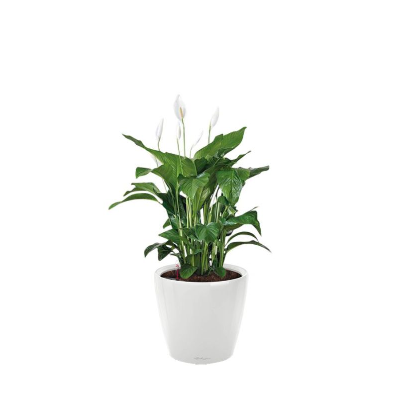 Spathiphyllum in watergevende Classico wit