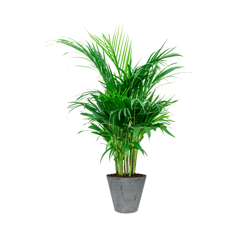 Areca Lutescens in Artstone Claire grijs