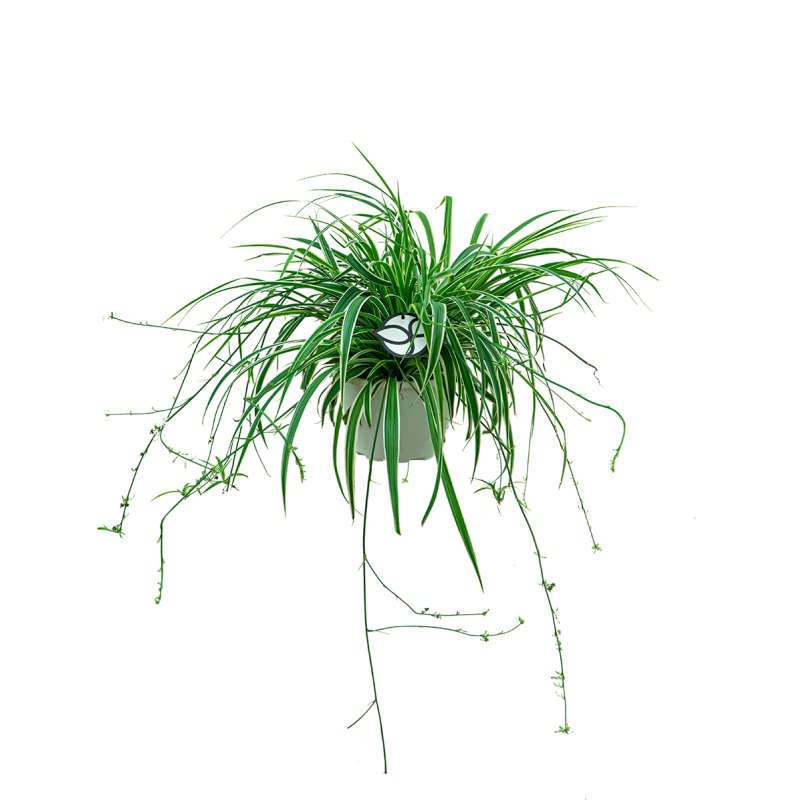 Chlorophytum Comosum Ocean