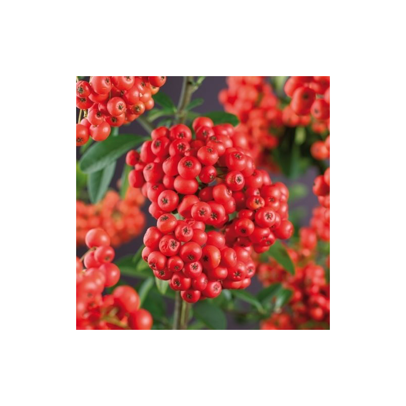 Pyracantha 'Mohave'
