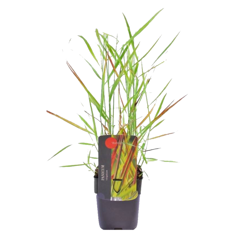 Panicum virgatum 'Rehbraun'
