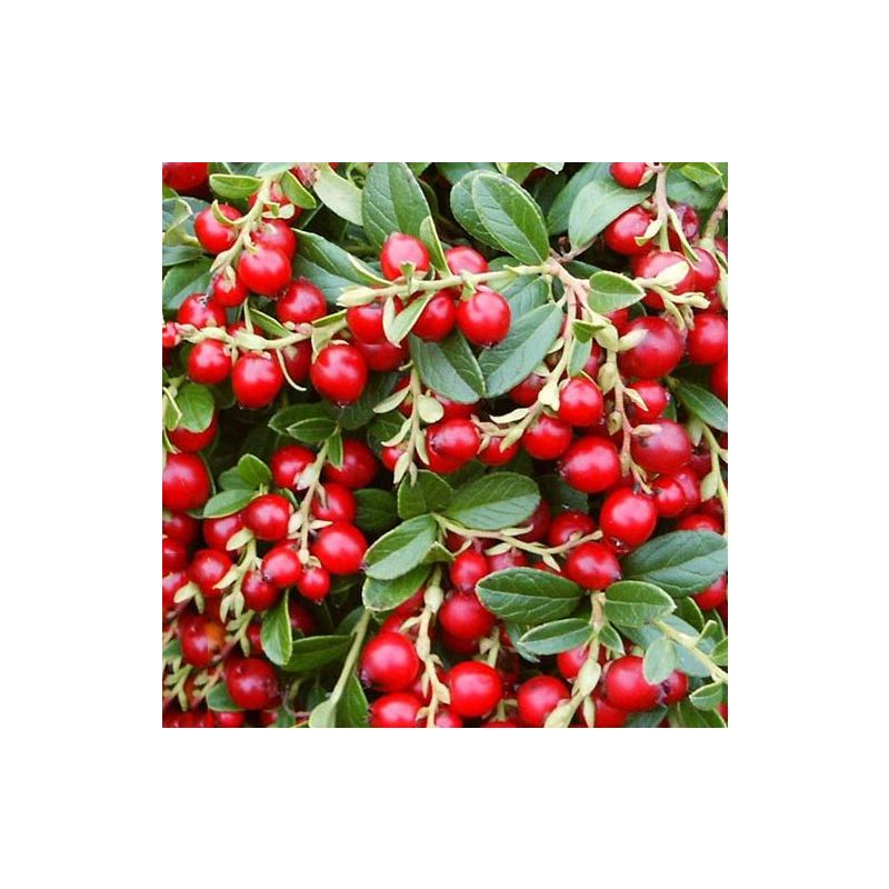 Vaccinium vitis-idaea 'Miss Cherry' Vossebes