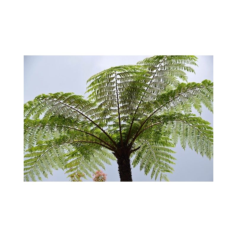 Dicksonia Antarctica