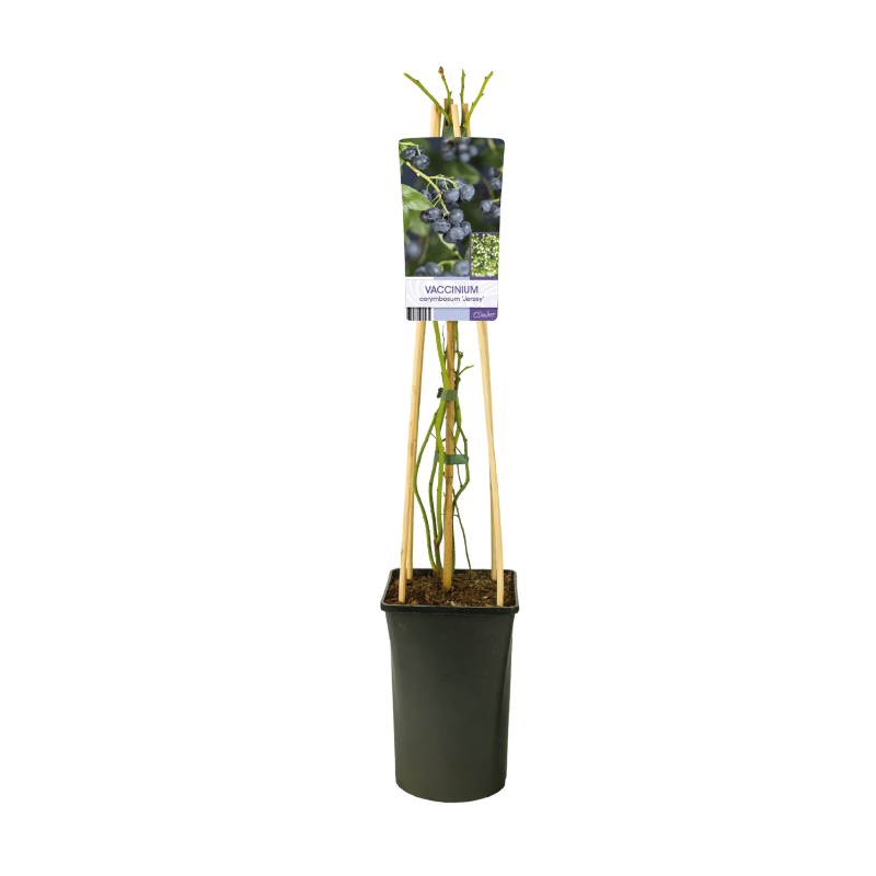 Vaccinium corymbosum 'Jersey'
