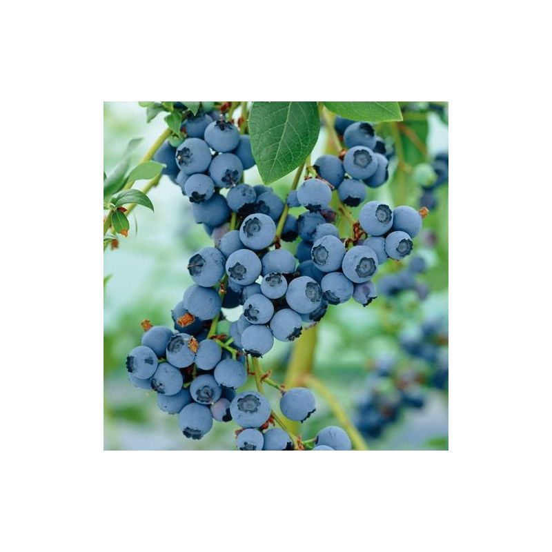Vaccinium corymbosum 'Goldtraube'