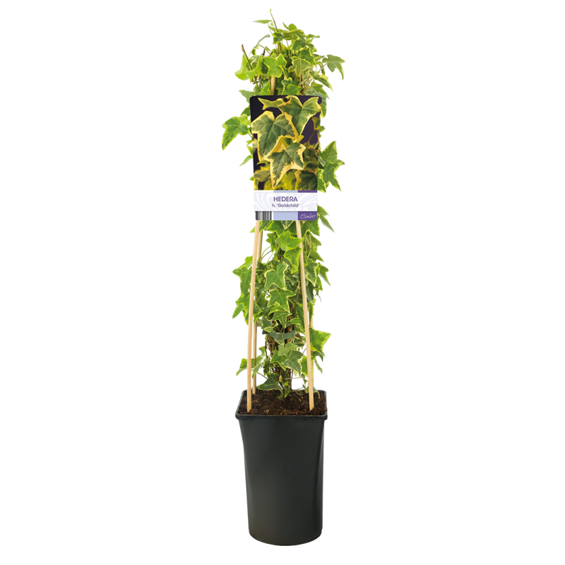 Hedera Helix Goldchild