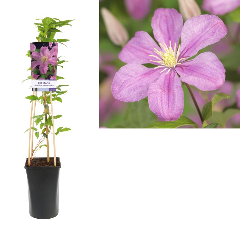Clematis Comtesse de Bouchaud