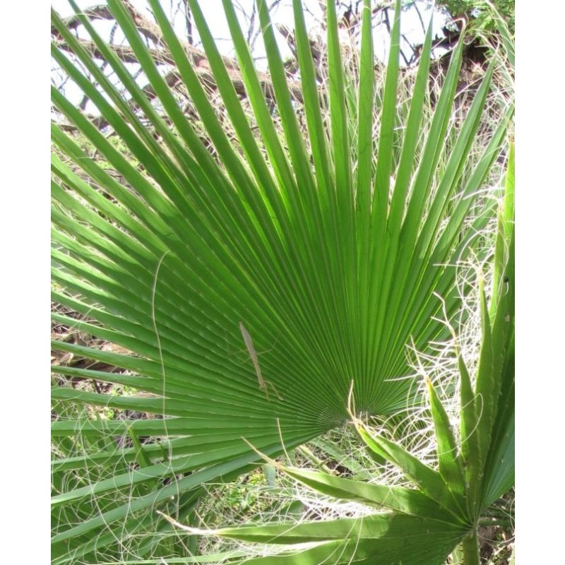 Washingtonia Robusta Large
