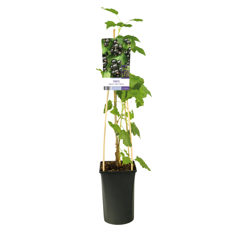 Ribes nigrum 'Ben Nevis'