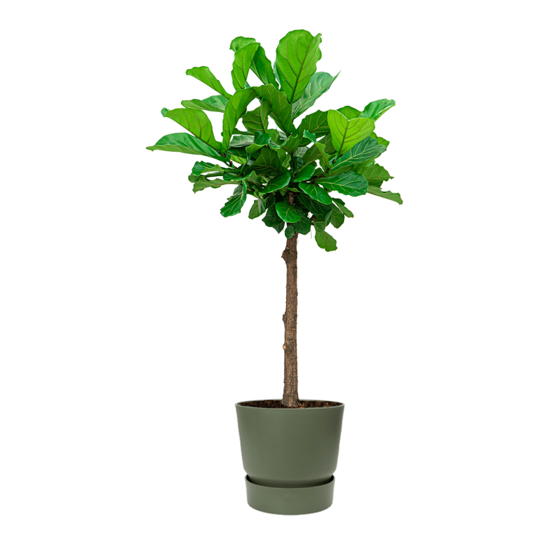 Groene planten in Elho Greenville groen