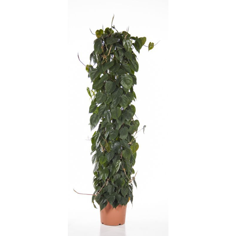 Philodendron Scandens draadzuil